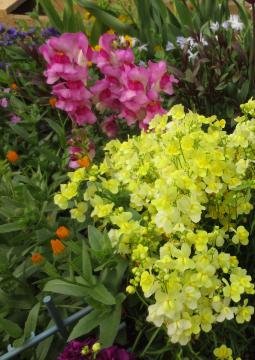 linaria