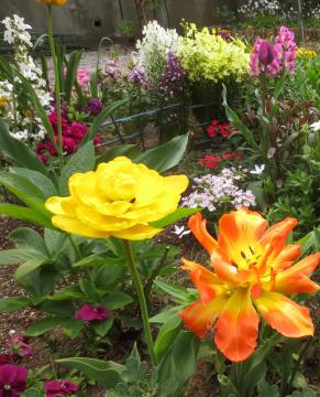 flowers in backyard flowerbed