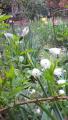 flowers at the 3rd flowerbed