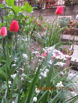 flowers at the 3rd flowerbed