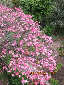 dogwood tree from veranda2