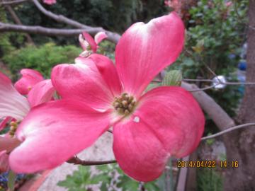 dogwood flower