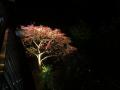 dogwood tree lighted up