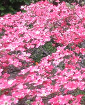 dogwood flowers up