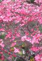 dogwood flowers up