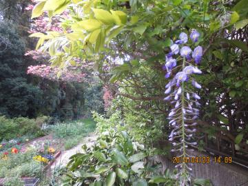 wisteria 