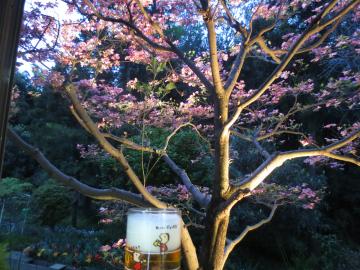 beer and dogwood