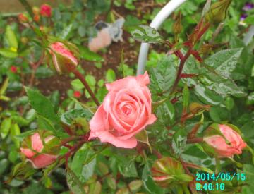 pink rose 