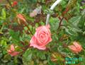 pink rose
