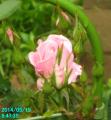 pink rose
