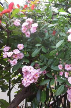 climbing pink rose