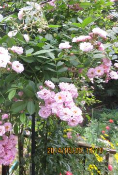 climbing pink rose