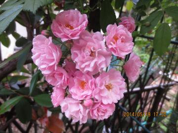 pink rose zoomed in