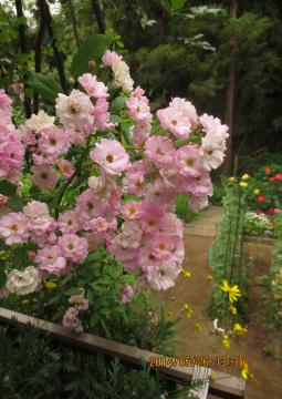 pink climbing rose