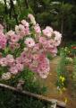 pink climbing rose