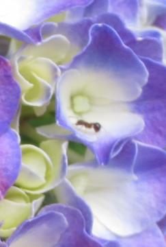 ant in hydrangea