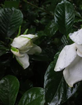 gardenia