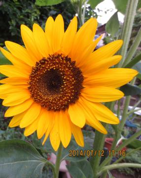 the first sunflower at backyard