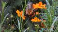 butterfly drinking nector