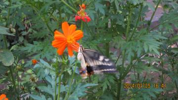 butterfly from above