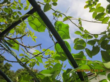 morning glories and pierre on the arch