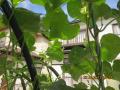 morning glories on arch