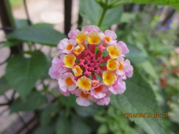 lantana