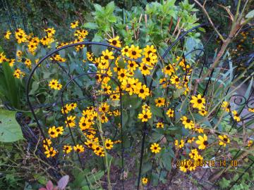 rudbeckia