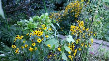 rudbeckia