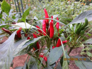 redpepper