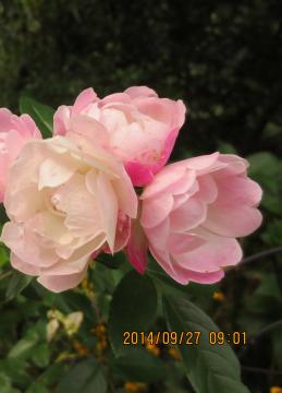 iԒdpink rose