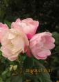 iԒdpink rose