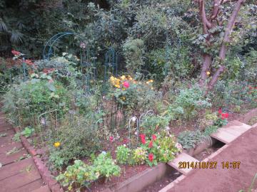 flowerbed at backyard