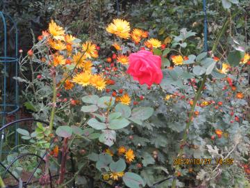 chrysanthemum & Laura