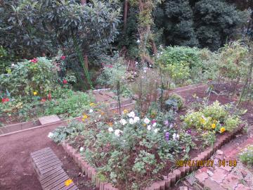 flowerbed at backyard