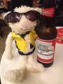 sheep with budweiser