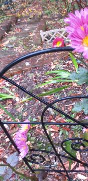 pink chrysanthemum at backyard