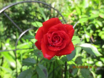 nameless rose ,,, 