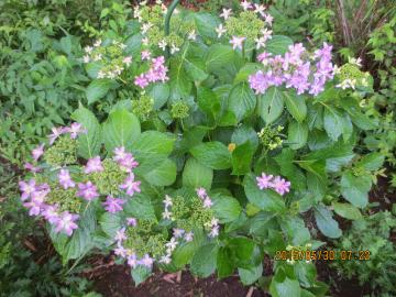 hydrangea / dance party