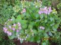 hydrangea / dance party