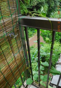 morning glory which climbed up to veranda