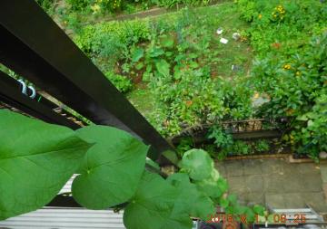 climbing up morning glory