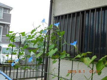 morning glory  heavenly blue