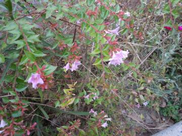 �G�h���[�h�E�S�[�`��