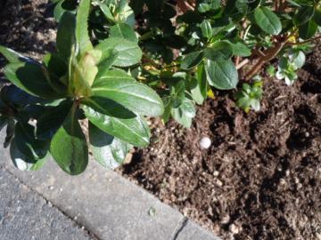 �L���V�}�c�c�W