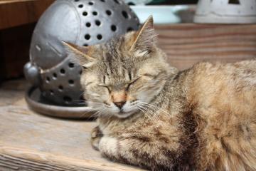 �o�q�O�̂��X�̊Ŕ��̂񂿂��