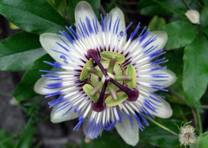 �g�P�C�\�E