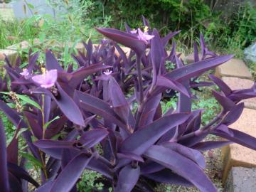 �����T�L�S�e��