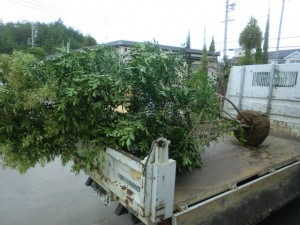 �V�}�g�l���R