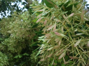 �V�}�g�l���R�̎�